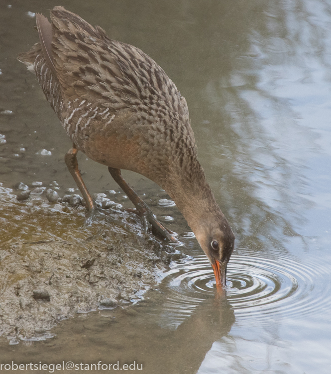 palo alto baylands